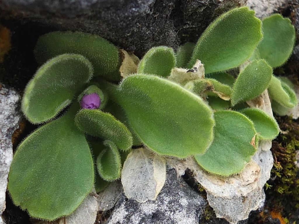 Primula recubariensis / Primula di Recoaro